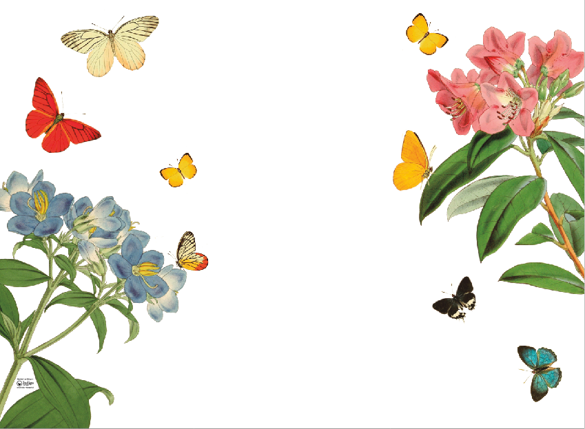 Individual Blanco Mariposas