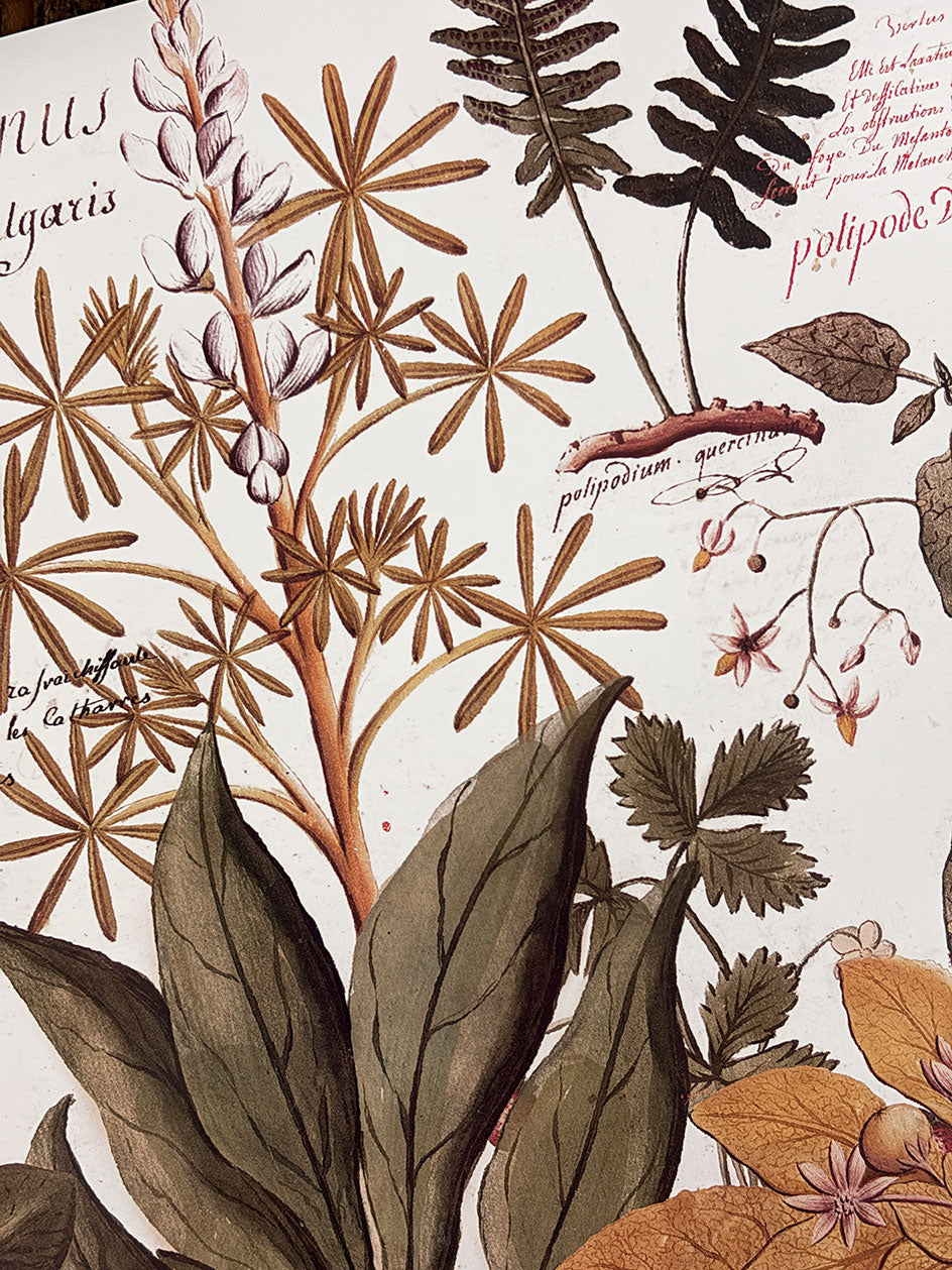 Individual Blanco · Botánica