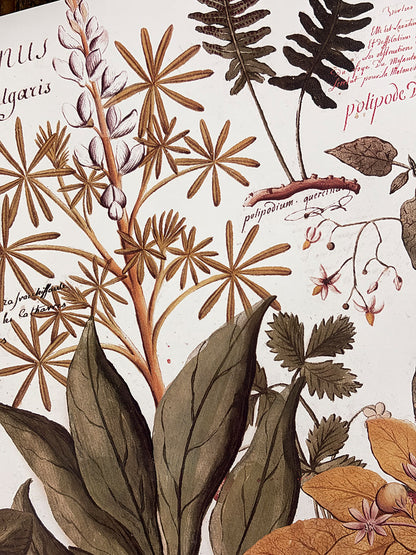 Individual Blanco · Botánica