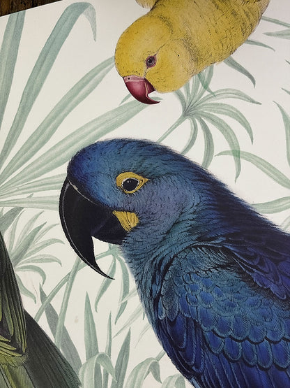 Individual Blanco · Loros Color